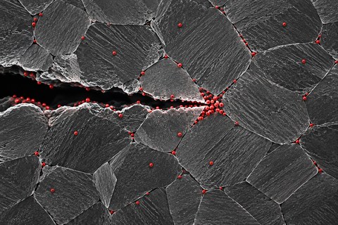 Intergranular fracture surface with hydrogen atoms segregated along the grain boundaries and concentrated at the crack tip