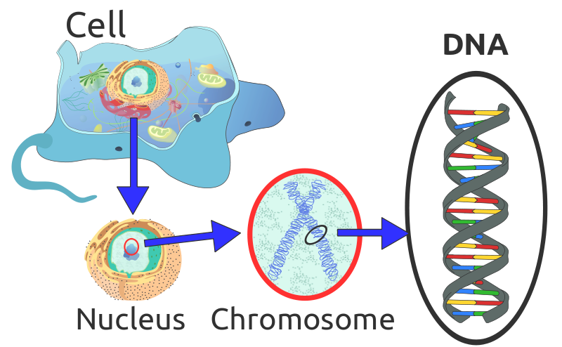 Chromosome