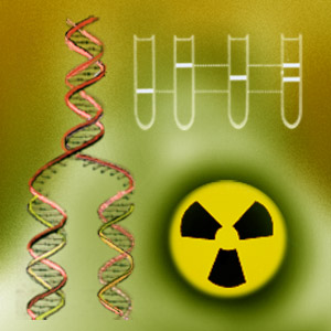 A half DNA ladder is a template for copying the whole.