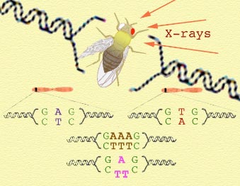 Mutations are changes in genetic information.