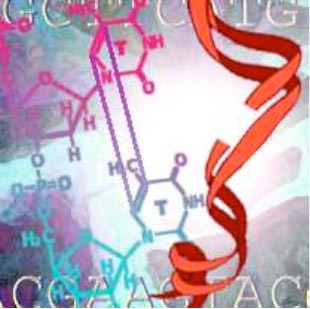 Some types of mutations are automatically repaired.