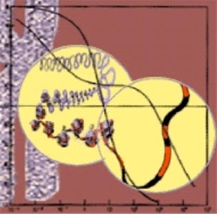 Some DNA does not encode protein.