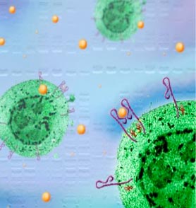 DNA responds to signals from outside the cell.