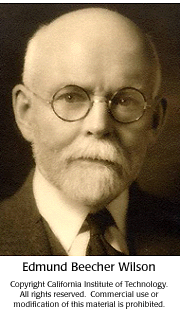 Edmund Beecher Wilson