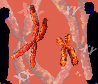 Specialized chromosomes determine gender.