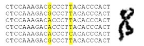 GENETIC ORGANIZATION AND CONTROL