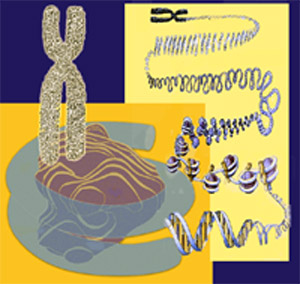 DNA is packaged in a chromosome.