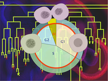 Development balances cell growth and death.