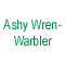 Ashy Wren-Warbler