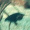 Black Bittern