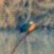 Blackcapped Kingfisher