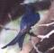 Black Drongo