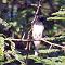 Black Headed Cuckoo Shrike