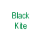 Black Kite