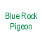 Blue Rock Pigeon