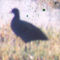 Common Coot