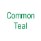 Common Teal