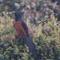 Crow-Pheasant