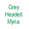 Grey-headed Mynah