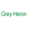 Grey Heron