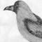 House Crow