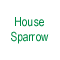 House Sparrow
