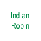 Indian Robin
