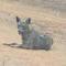 Jackal