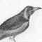 Jungle Crow