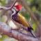 Lesser Goldenbacked Woodpecker