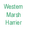 Marsh Harrier