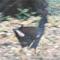 Indian Moorhen