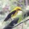 Golden Oriole
