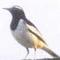 Large Pied Wagtail