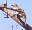 Whitebrowed Bulbul