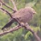 Whiteheaded Babbler