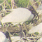 White Ibis