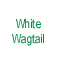 White Wagtail
