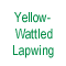 Yellow-Wattled Lapwing
